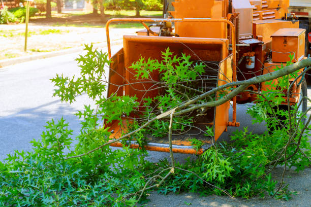 Trusted Homerville, GA Tree Services Experts