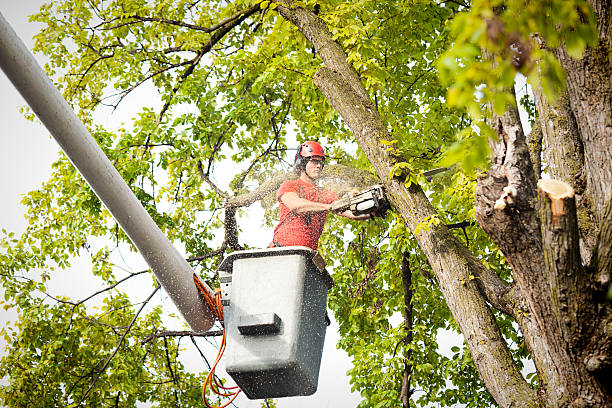 How Our Tree Care Process Works  in  Homerville, GA